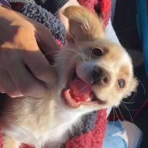 Meet your Posher, Savannah